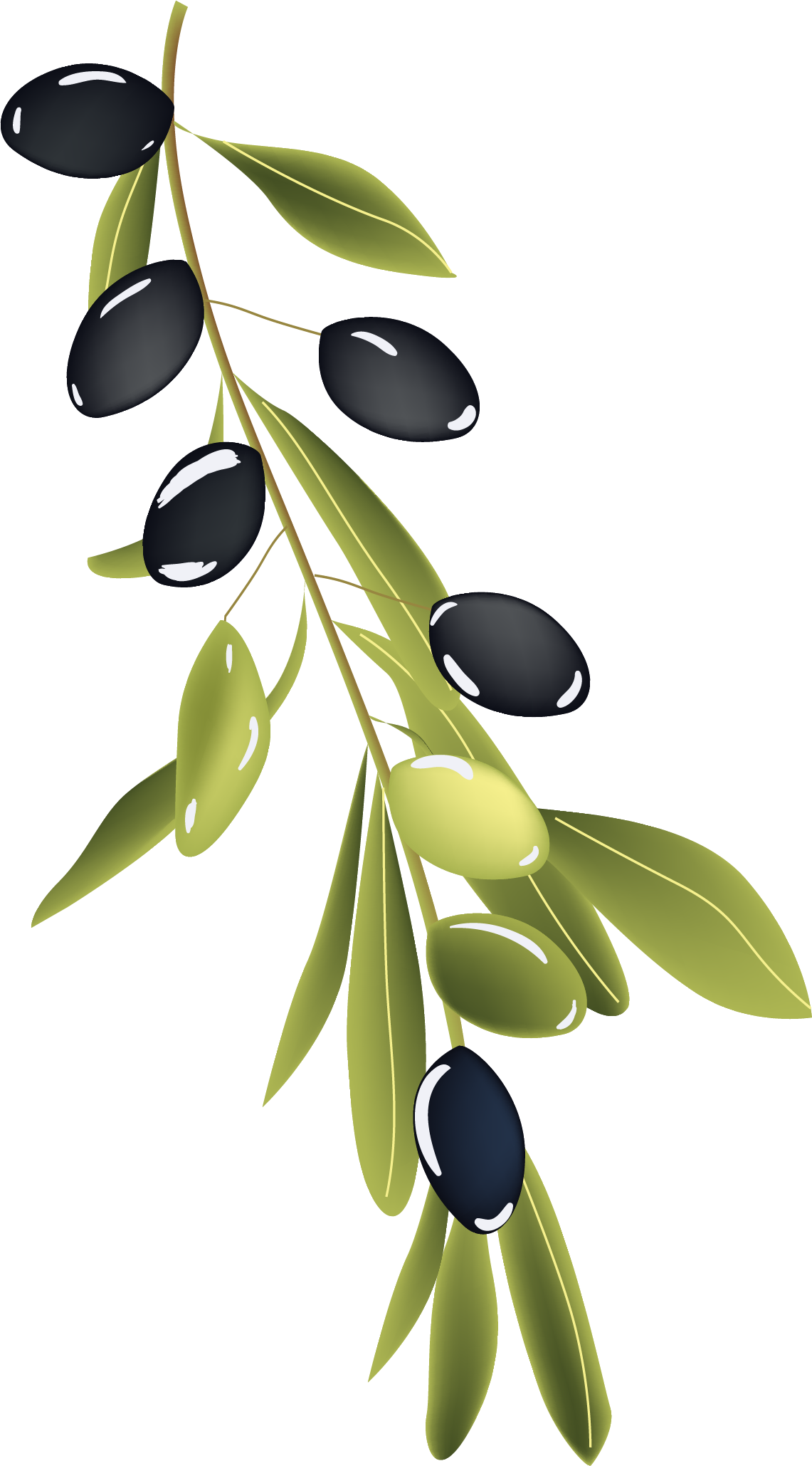 Olive Branch Drawing - Olive Branch Drawing (1141x2059)