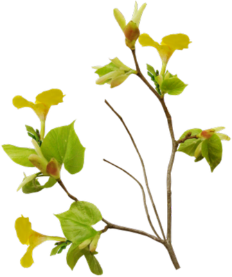 Tree Branch Vector Png 나뭇가지의 Psd, Vector Graphics - Bird Nest On Branch Transparent (335x400)