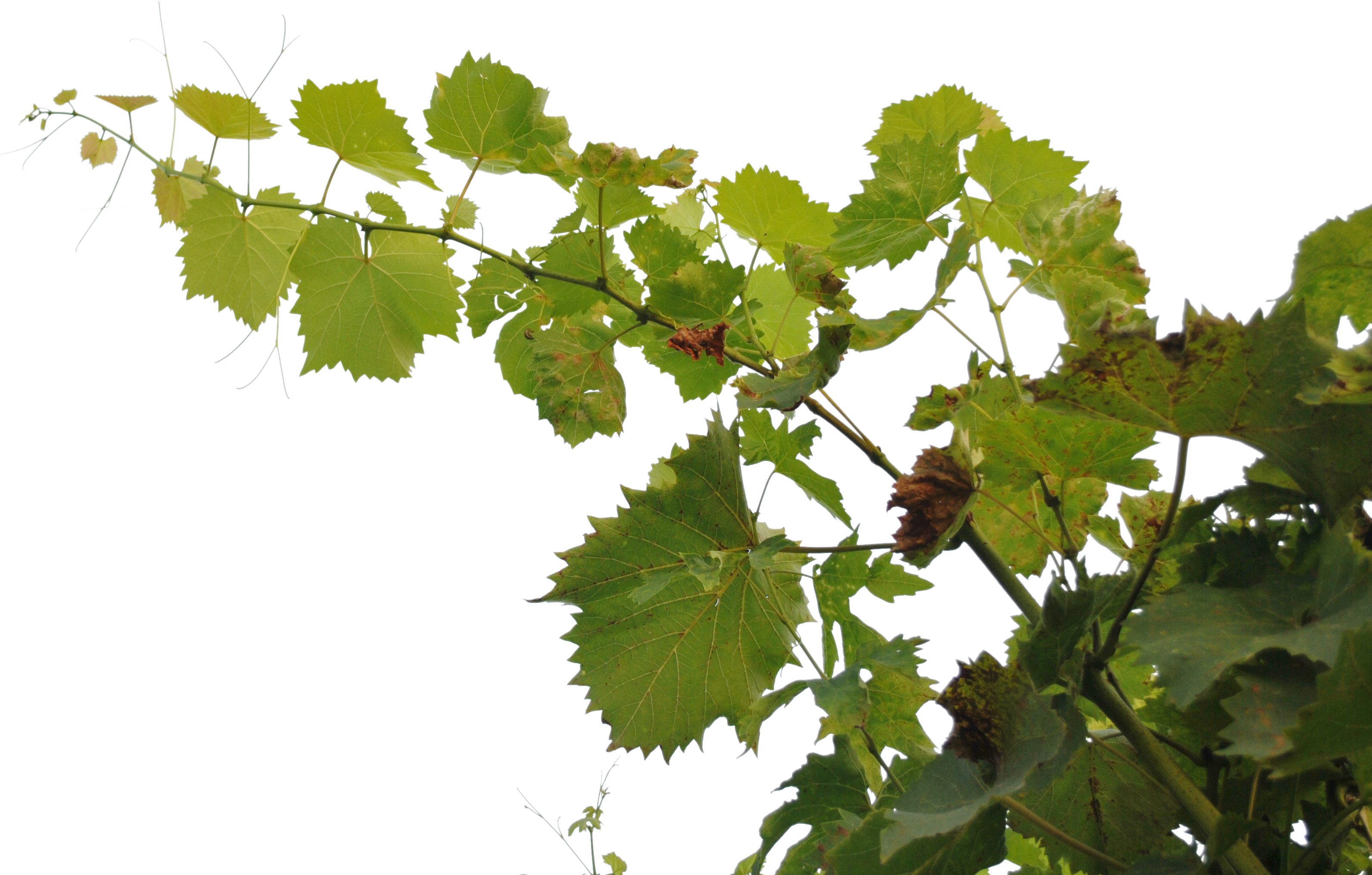 Free Branch Png - Rama (3872x2592)
