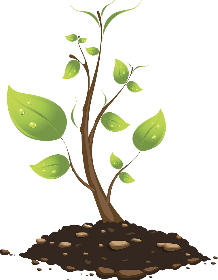 Tree Branch Euclidean Vector Plant - Tree Branch Euclidean Vector Plant (757x972)