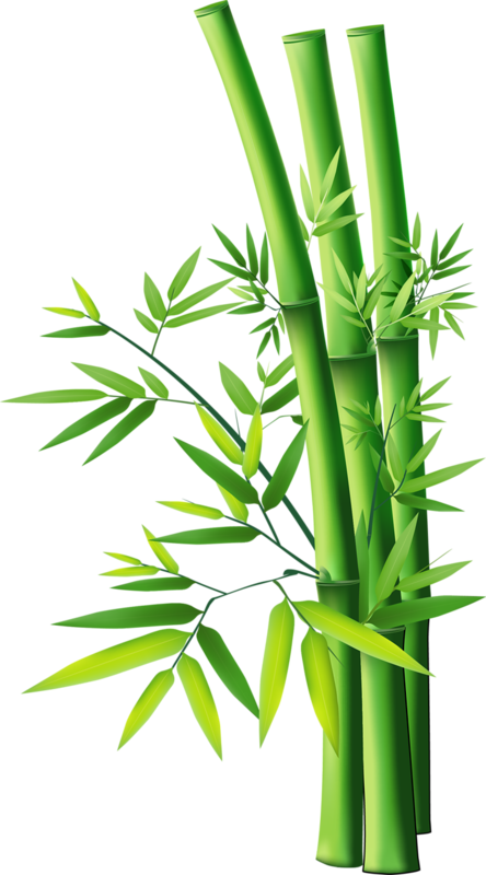 Bamboo Clip Art - Bambu Png (444x800)