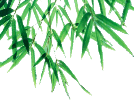 Bamboo Leaves Png (464x367)