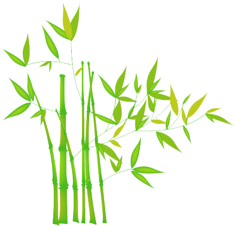 Bamboo Transparent Png Png Mart - Bamboo Image Without Background (497x488)