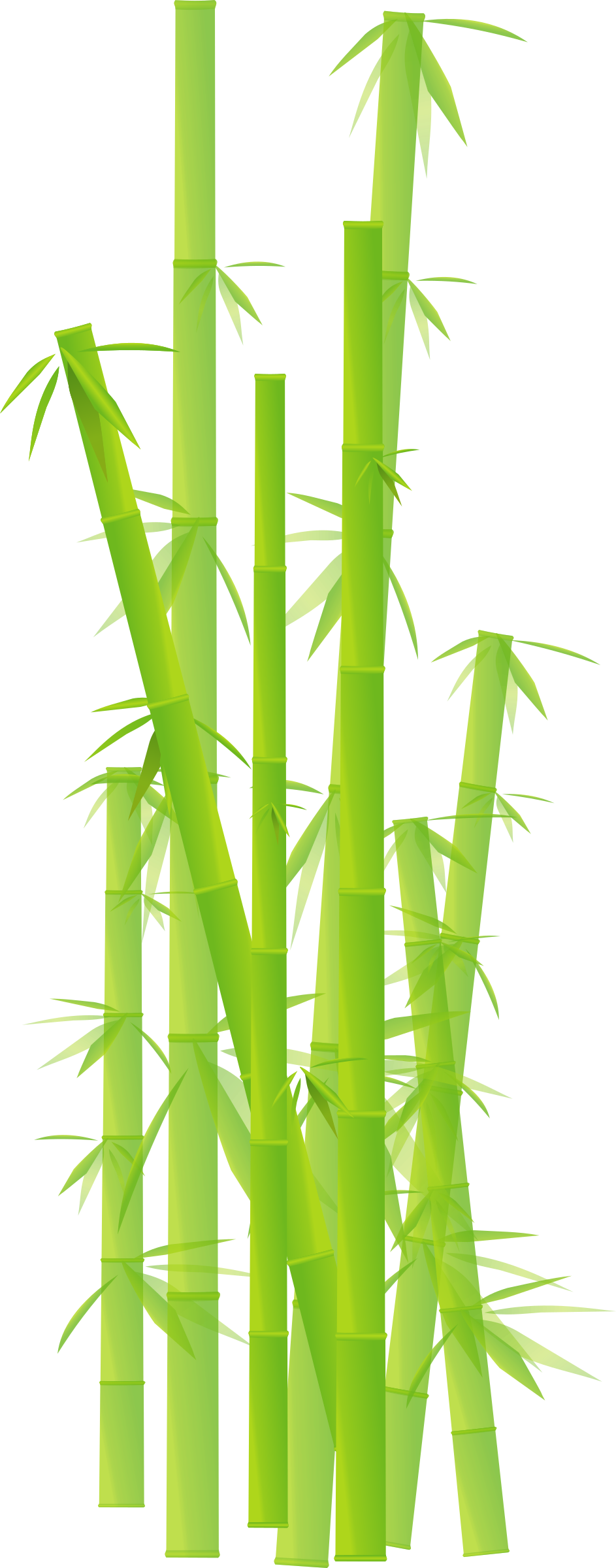 Bamboo - Bamboo Clipart Transparent Background (943x2400)