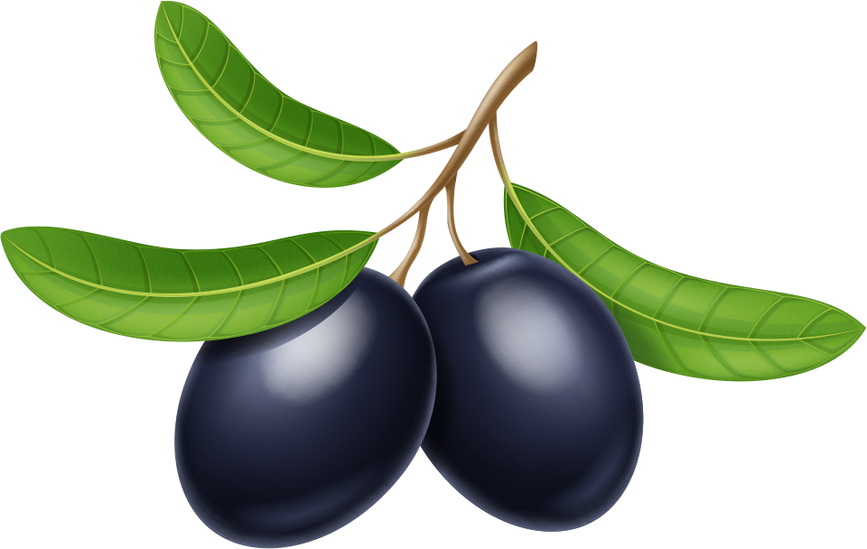 Olive Oil Olive Branch - Olive Oil Olive Branch (960x608)