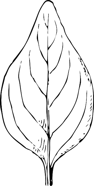outline leaf template plant