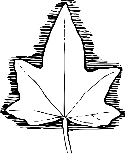 Medicine Outline, Leaf, Cartoon, Template, Poison, - Blad Skabelon (521x640)