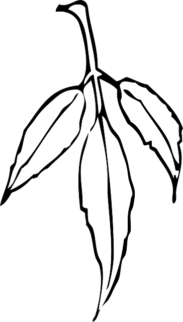 Black, Outline, Leaf, Tree, Flower, White, Plant - Gum Leaf Black And White (364x640)