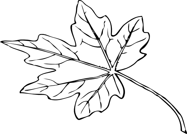 Leaf Outline Clip Art At Clipart Library - Maple Leaf Drawing Png (600x430)