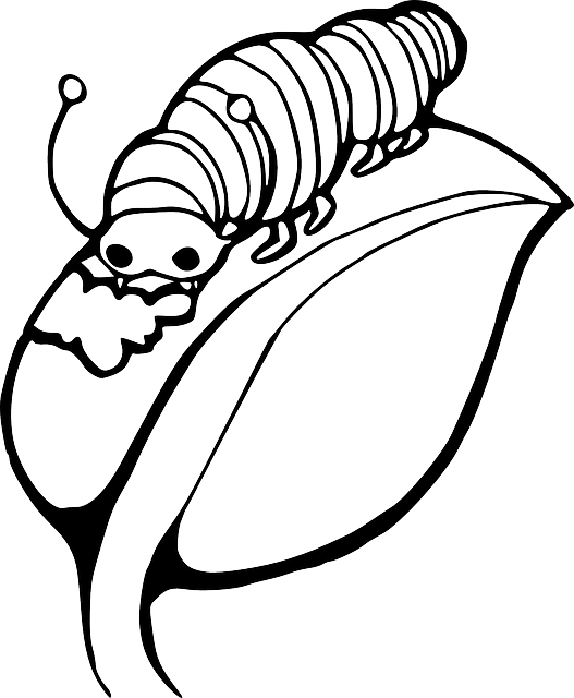 Black, Worm, Outline, Leaf, White, Cartoon, Caterpillar - Caterpillar On A Leaf (527x640)