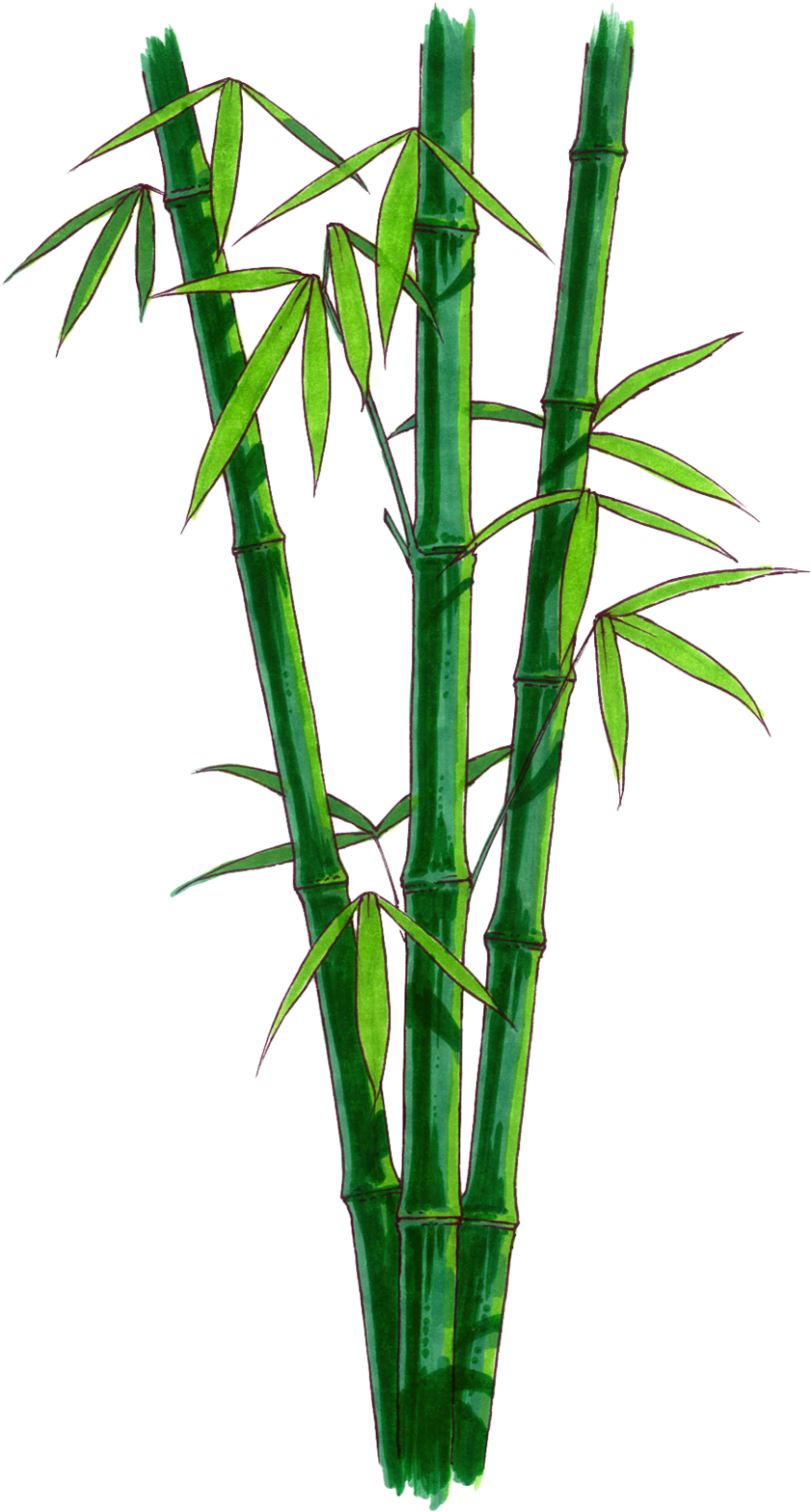 Bamboo Transparent Png Pictures - Bamboo (1000x1639)