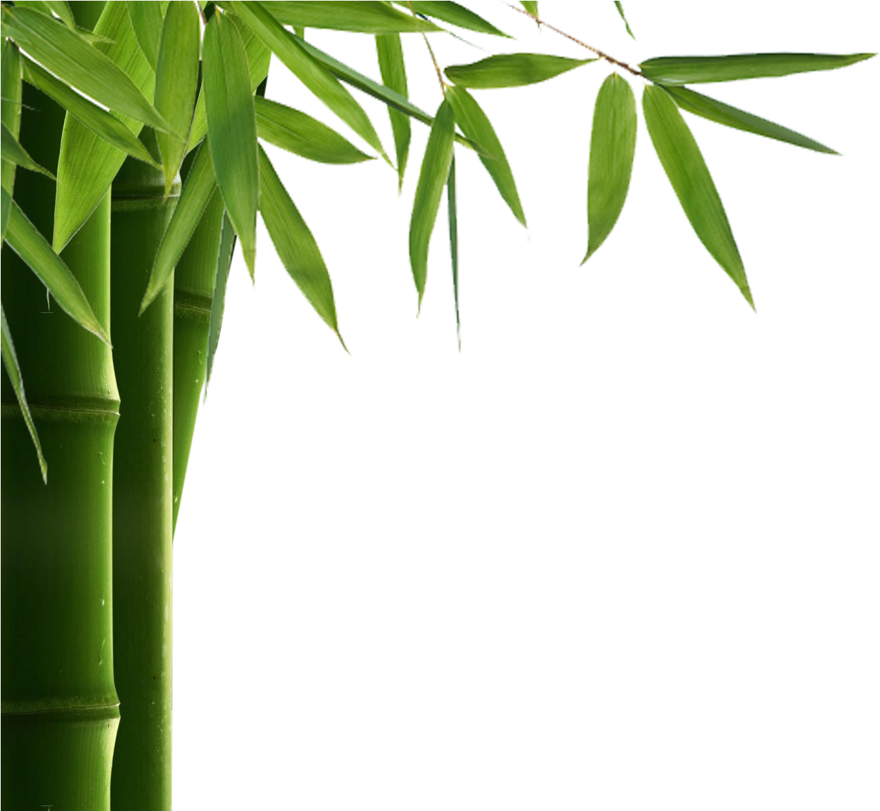 Bamboo Png Transparent Images - Bamboo Png (1321x1152)