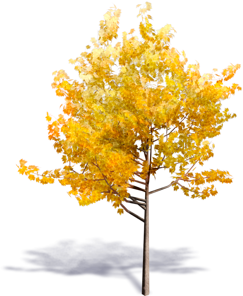Yellow Tree Png (1000x1000)