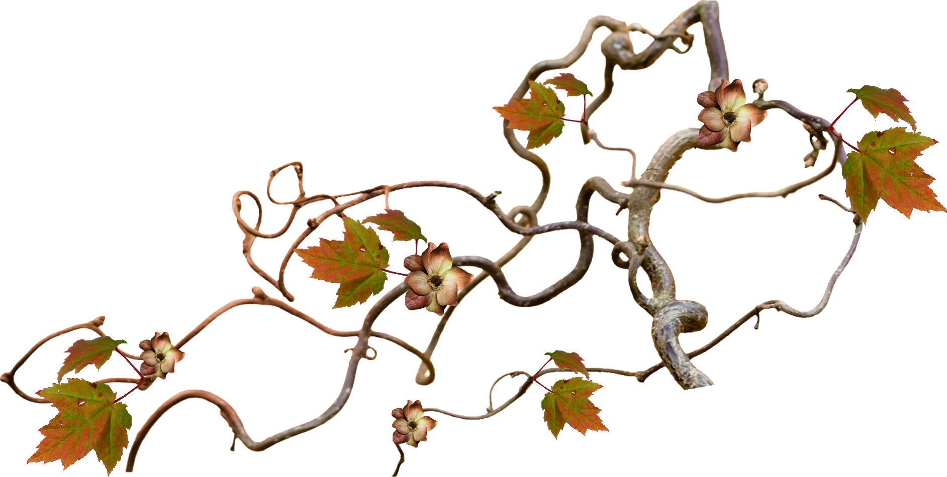 Maple Leaf Autumn - Maple Leaf Autumn (1884x950)