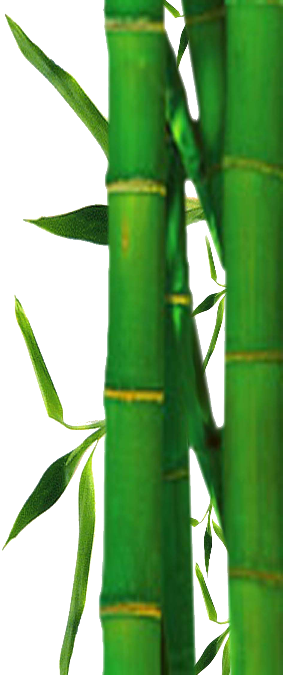 Bamboo Clipart - Bamboo Tree Png Clipart (945x2250)