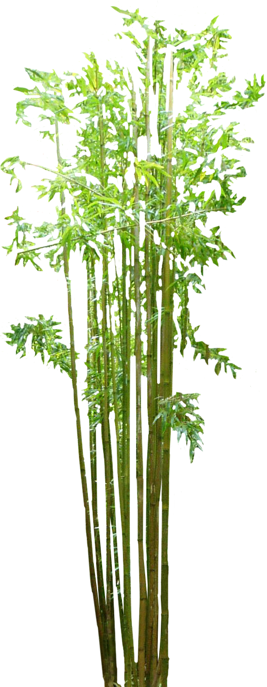 Bamboo Png Transparent Images - Bamboo Png (544x1354)