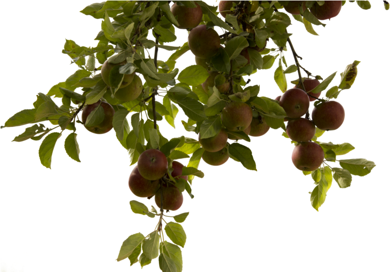 Tree Branch Png Photos - Apple Tree Branch Png (800x533)