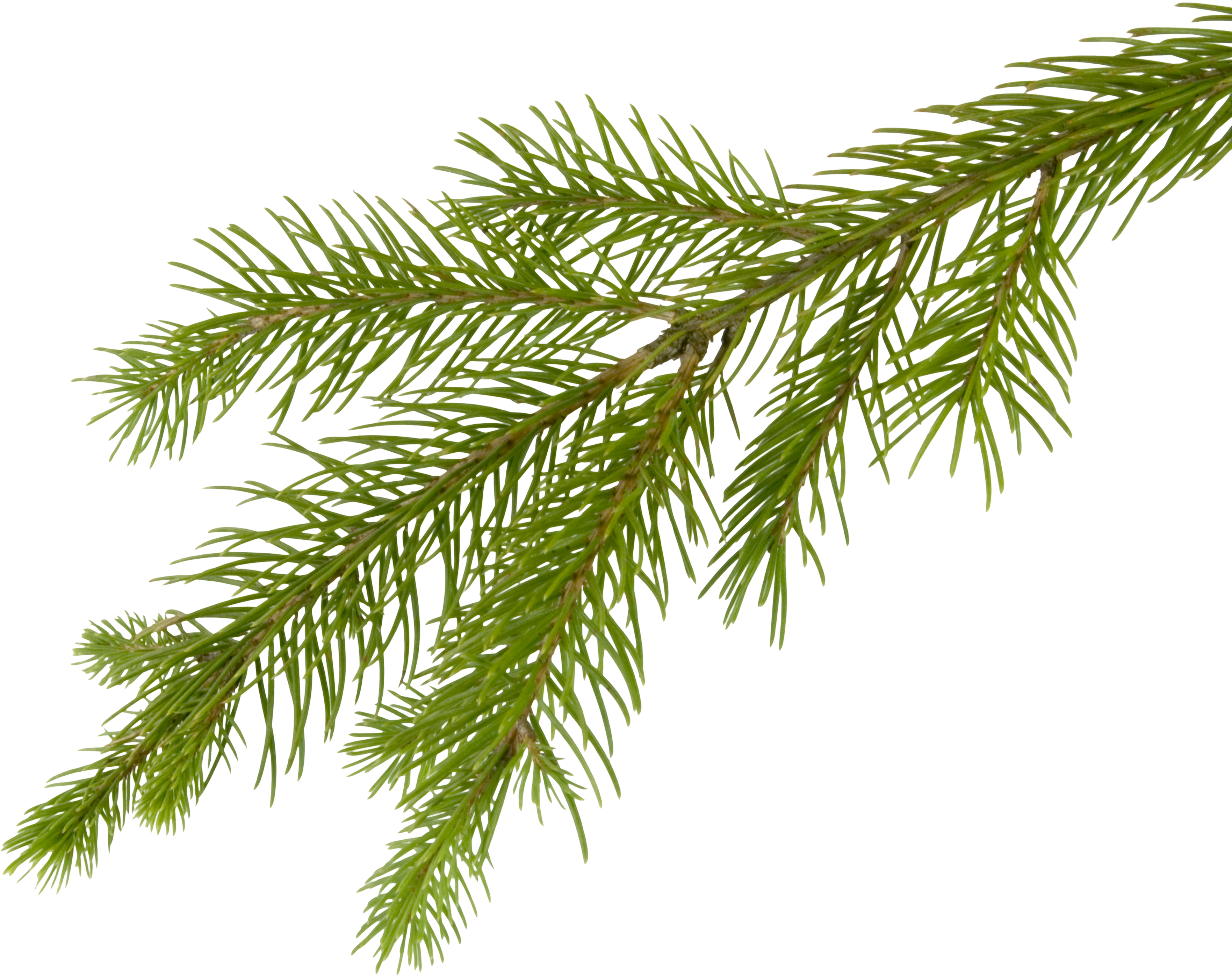 Fir-tree Png Image - Magical Christmas Tree (uk) Cd (3525x2792)