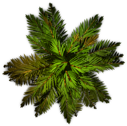 The Bamboo Tree Clipart Clip Art Library - Palm Tree Top View Png (450x450)