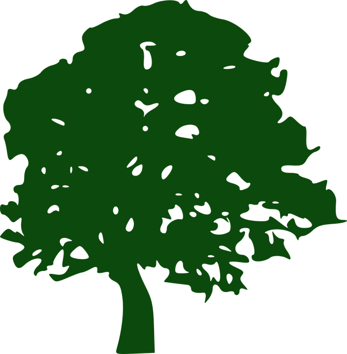 Outline Of Christmas Tree 24, Buy Clip Art - Free Oak Tree Graphic (705x720)