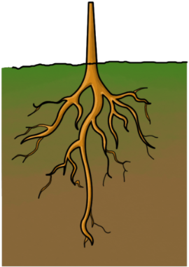 Cartoon Characters, Animals, And Plants - Cartoon Image Of Roots (420x420)