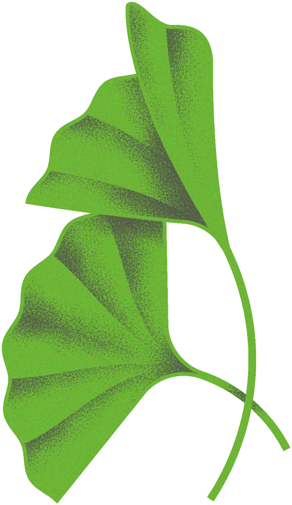 Green Ribbon Clipart - Maidenhair Tree (600x1036)