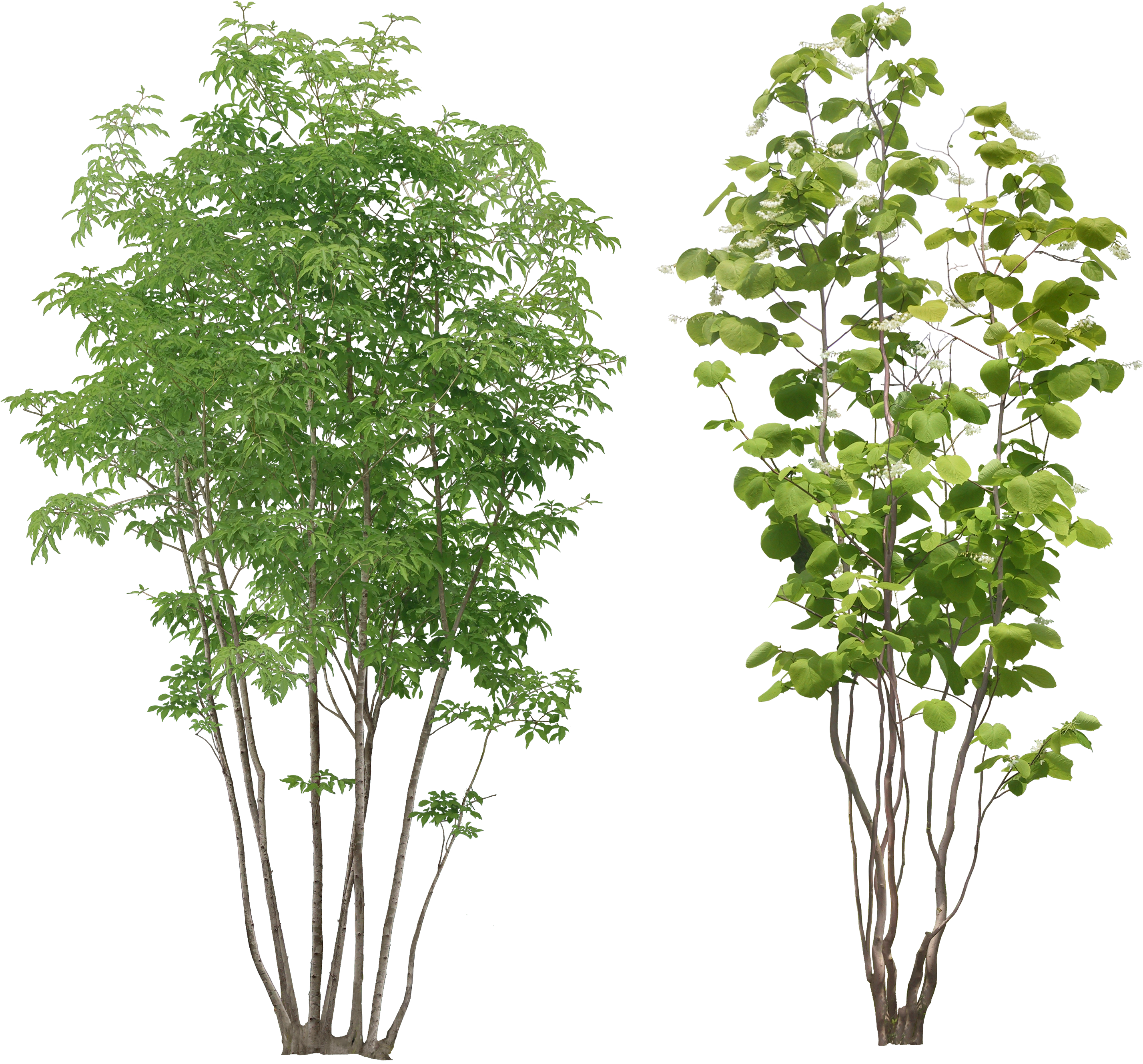 Tree Png Transparent Images - Trees And Plants Png (2946x2746)