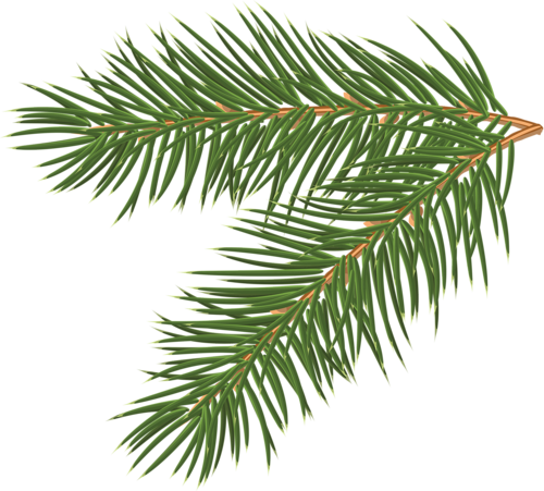 Free Realistic Pine Tree Branch Vector 1118 - Pine Tree Branch (500x451)