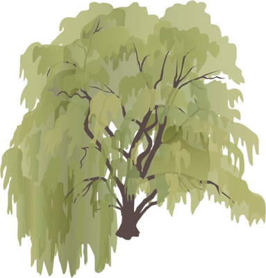 Salix X Sepulcralis - Weeping Willow Tree Drawing (383x400)