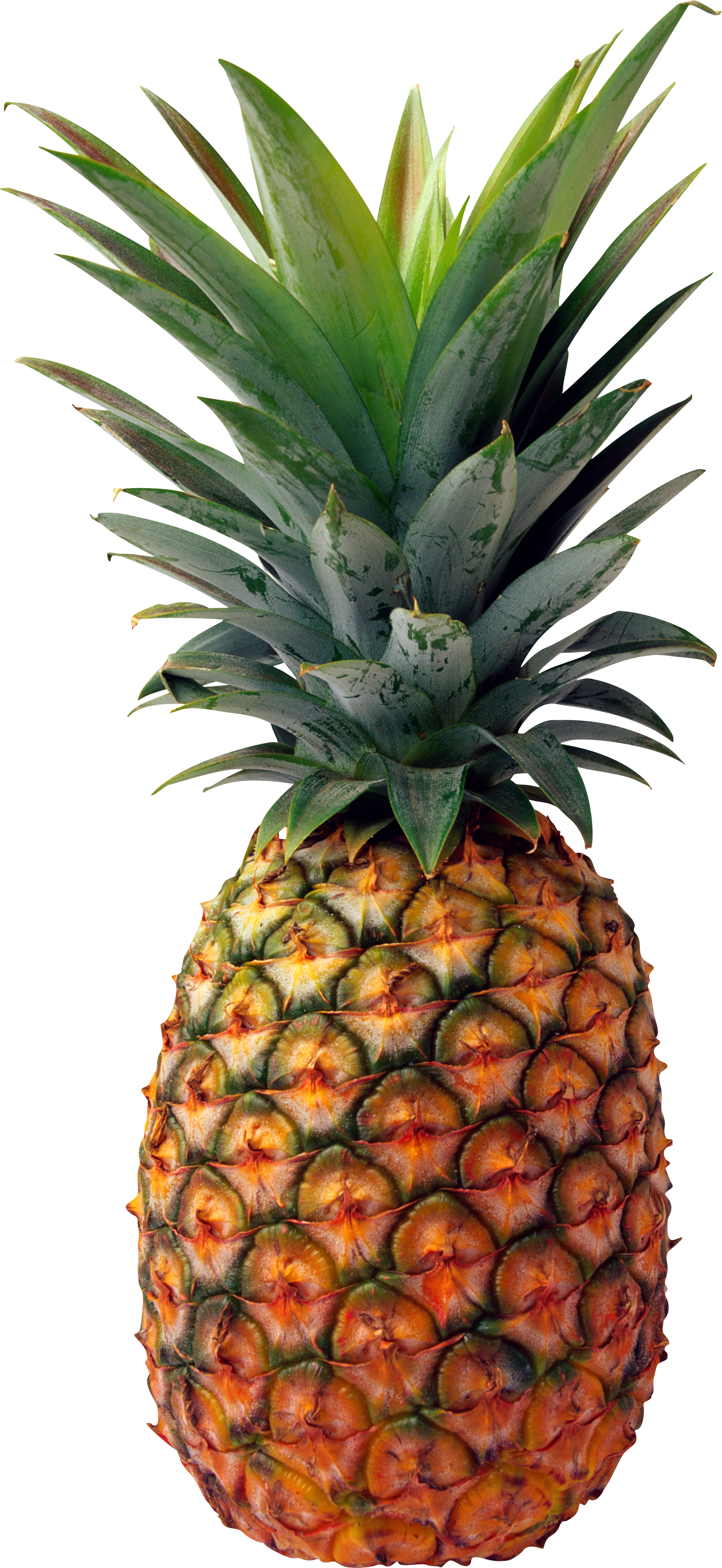 Pineapple Clipart Clear Background - Natural And Man-made [book] (1574x3414)