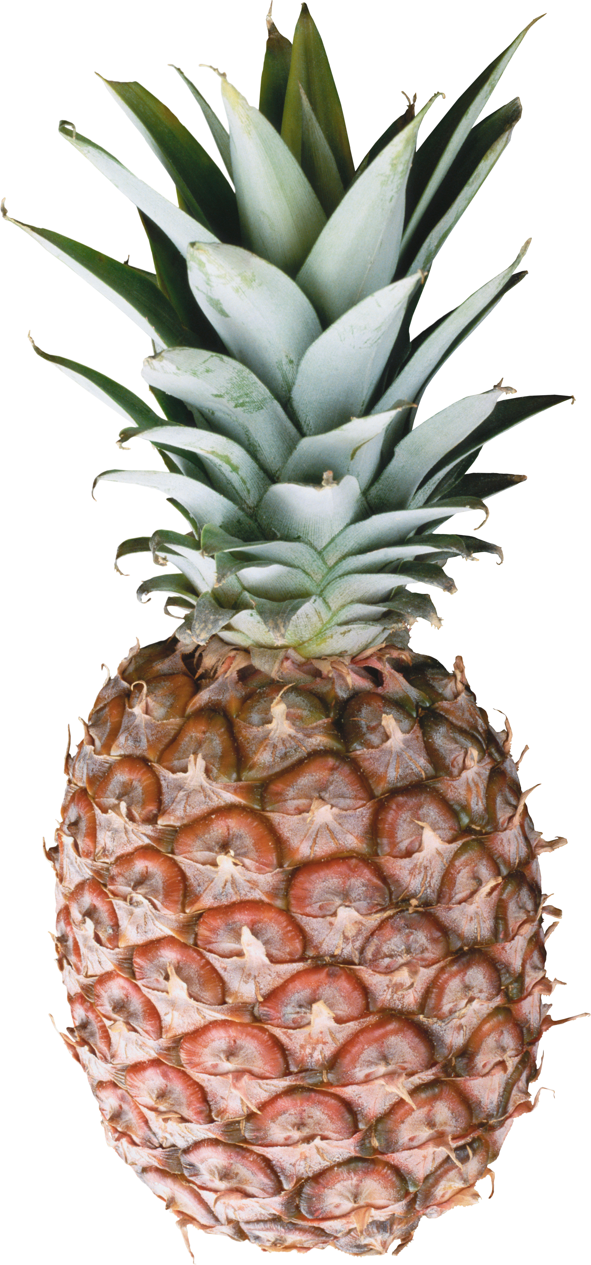 Pineapple Clipart Different Fruit - Pineapple Png (1912x4089)