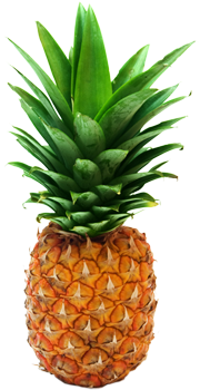 Transparent Pineapple Png - Pineapple .png (445x355)