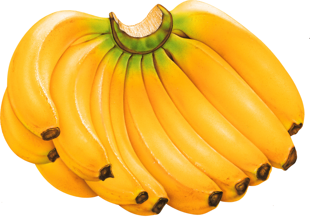Banana Vector - Banana Png (1024x719)