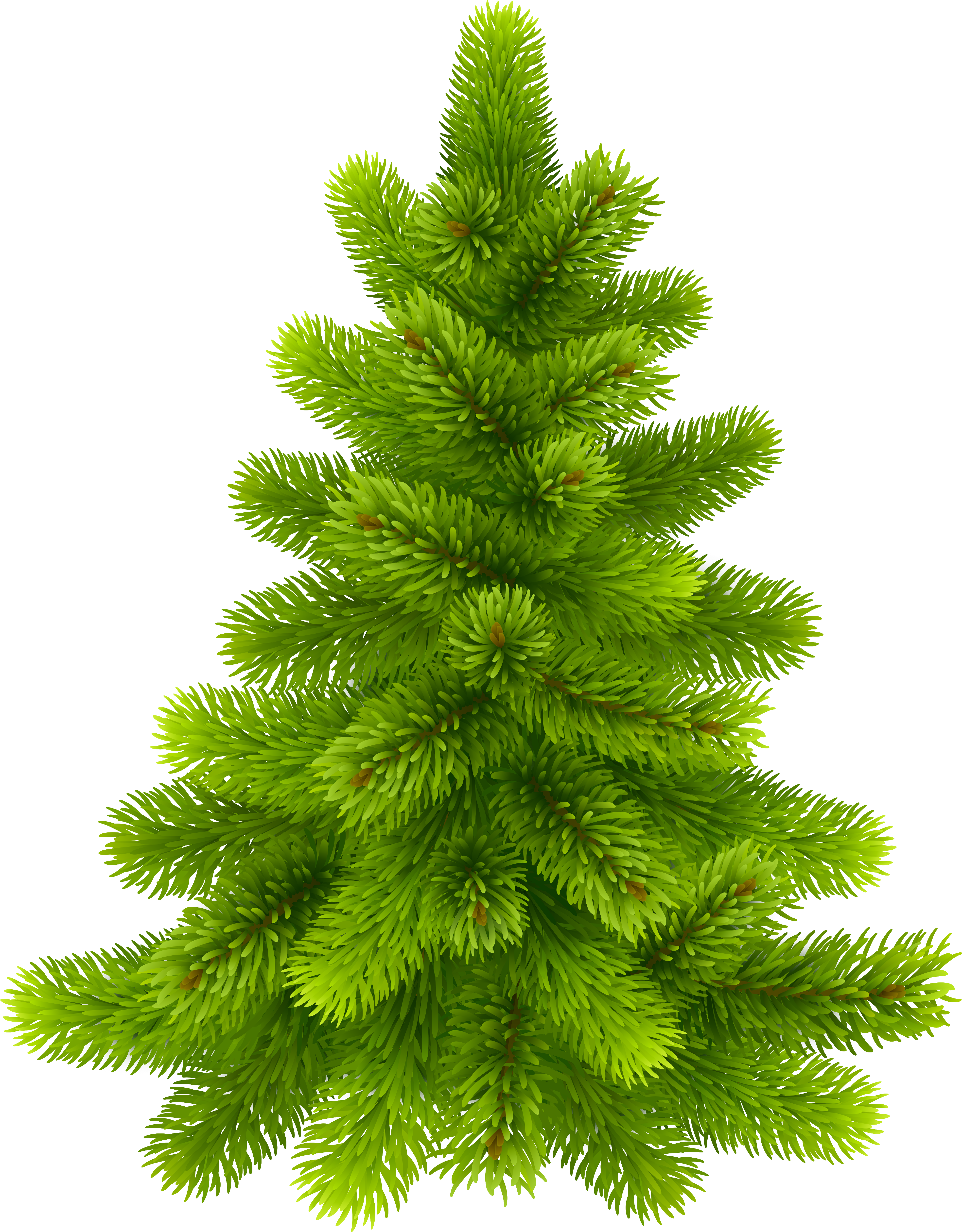 Photos Of Clip Art Pine Trees Medium Size - Pine Tree Png Transparent (3992x5114)