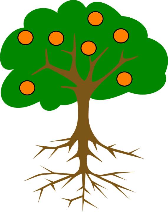 Cartoon Orange Tree - Tree With Roots And Fruits (570x720)