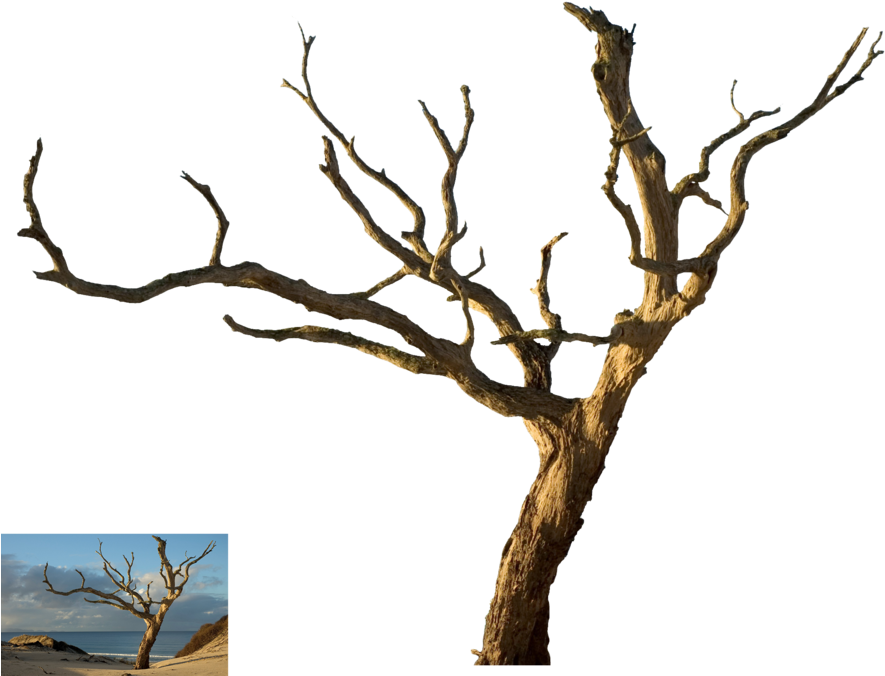 Dead Tree - Dead Tree Isolated (900x681)