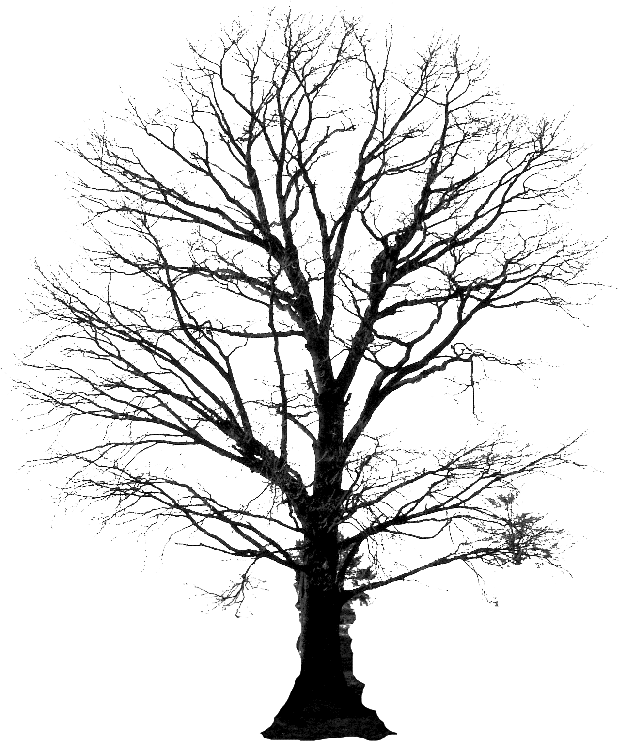 Tree Silhouette - Google Search - Morning Bears In The Woods No. 2 Throw Pillow Cover (1372x1644)