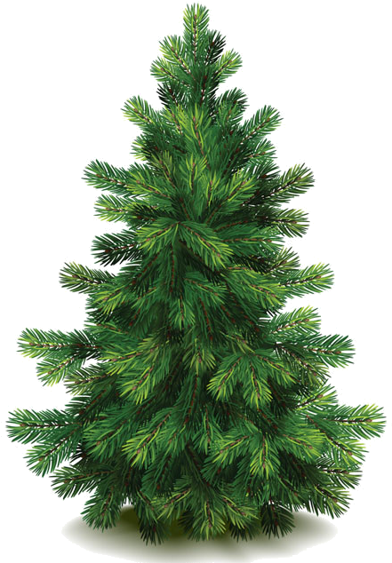 Buy Pine Tree By On Graphicriver - Nordmann Fir Christmas Trees (519x649)