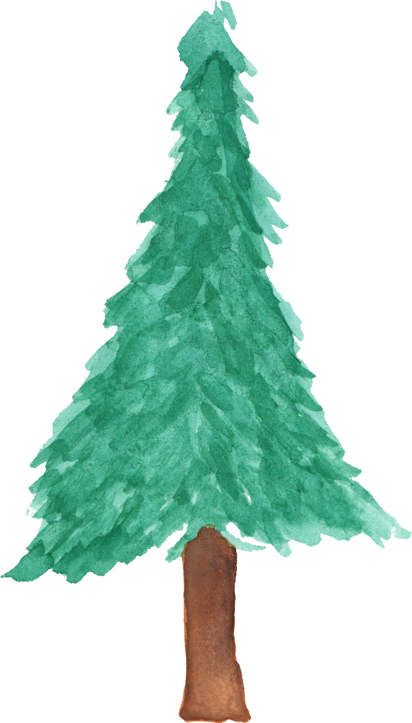 Free Download - Pine Tree Watercolor Transparent (600x1052)