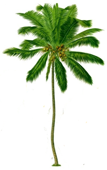 Clip Arts Related To - Diagram Of Coconut Tree (370x584)