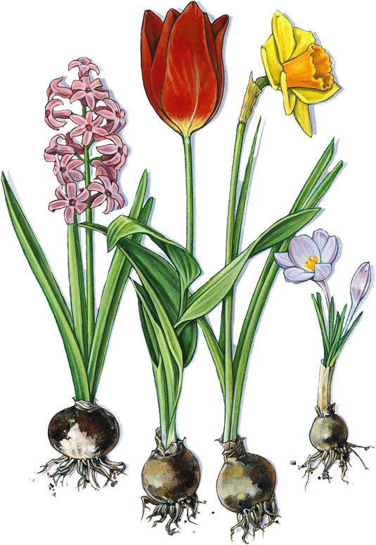 Déco - Frühblüher Clipart - Full Size PNG Clipart Images Download