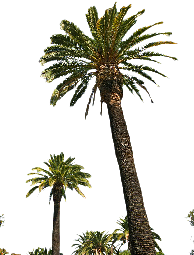 Palm - Land Of Ohara Riyadh (768x1024)