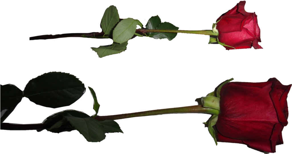Rose Png By Starscoldnight By Starscoldnight On Clipart - Withered Rose Png (1024x624)