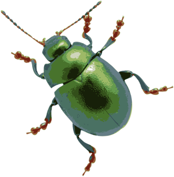 Bug Clipart Transparent Background (640x610)
