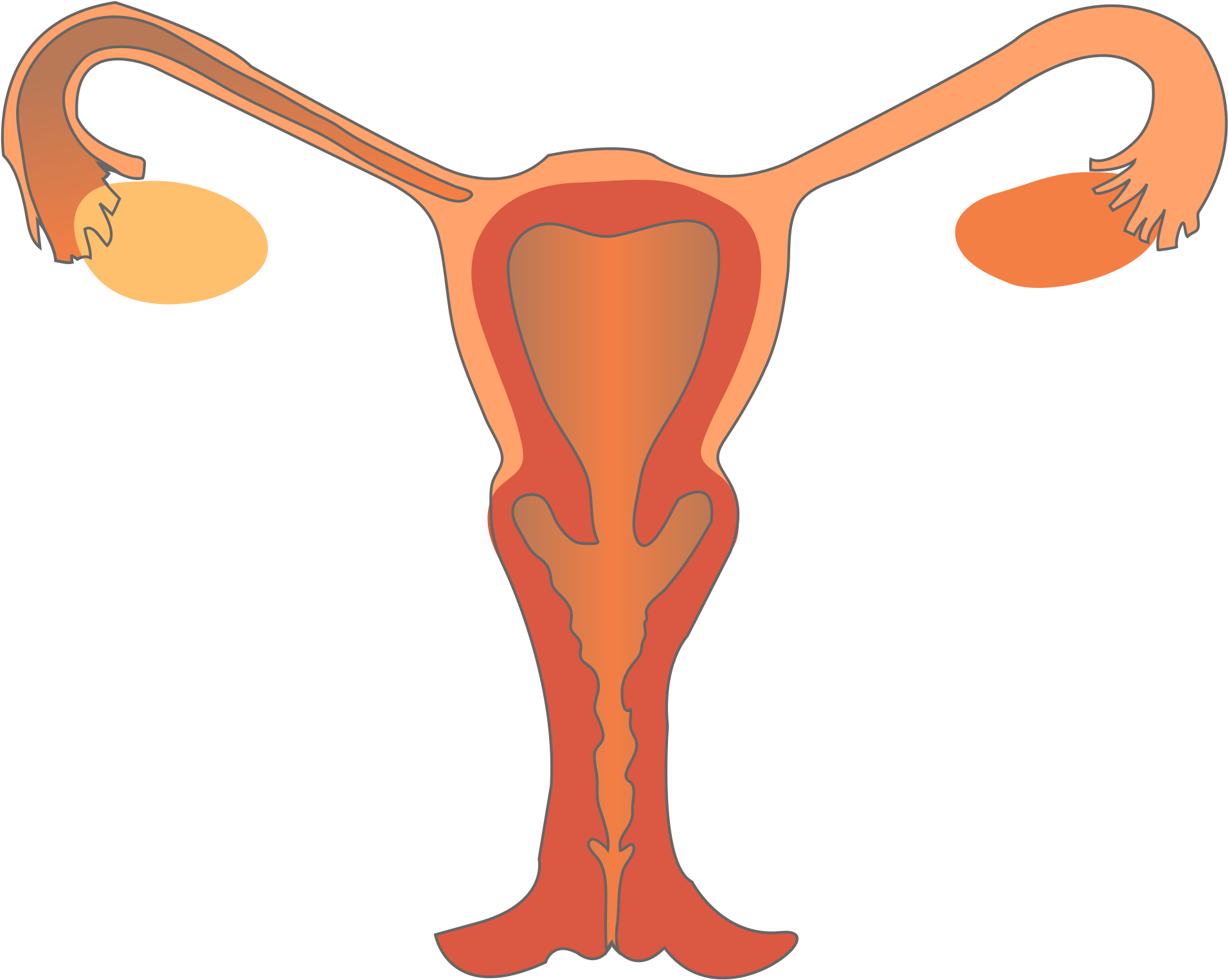 Open - Female Reproductive System Png (2000x1617)