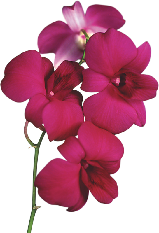 Transparent Red Orchid Png Clipart - Orchids Clipart Transparent (545x799)