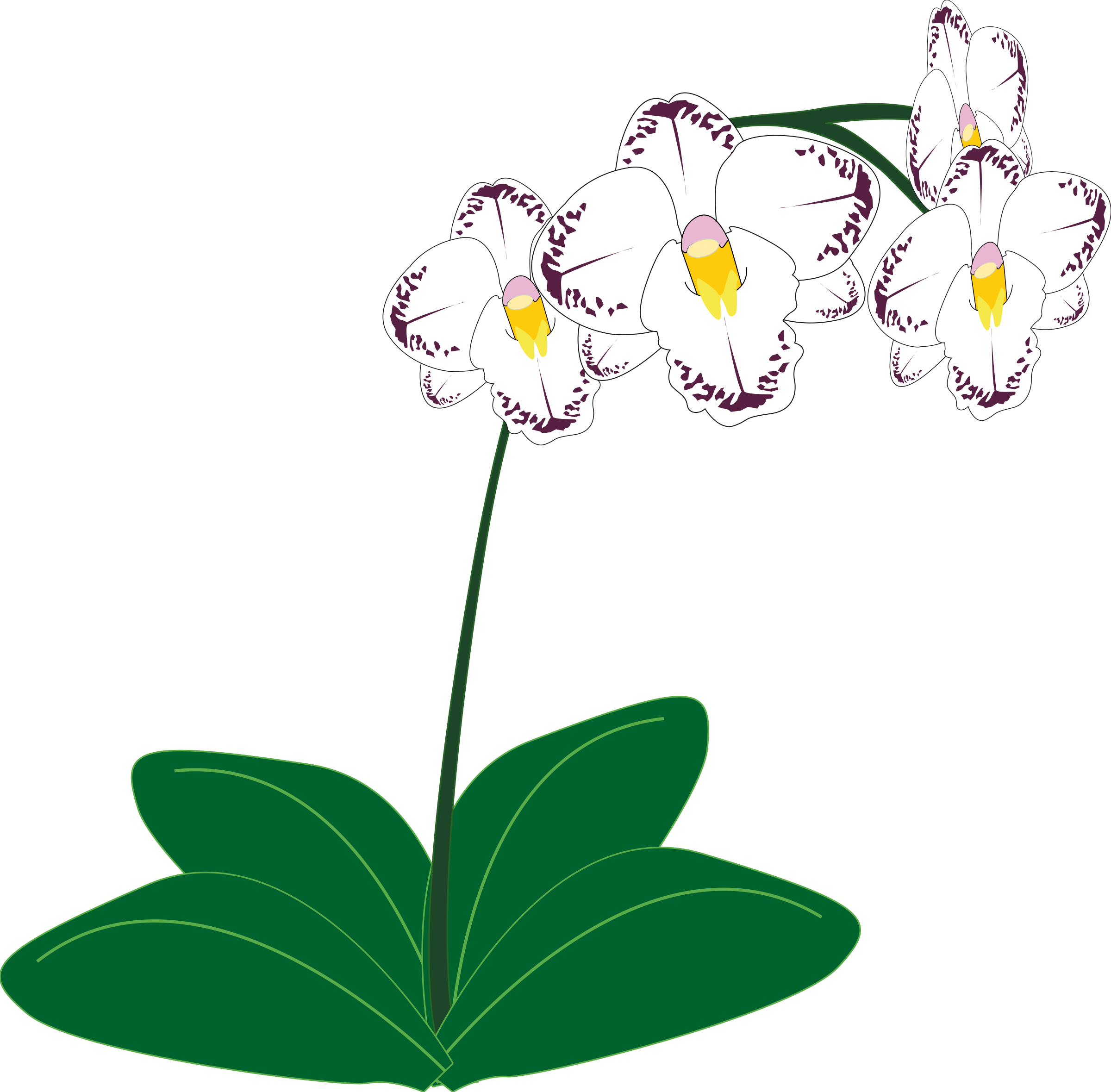 Big Image - Clipart Orchid (2400x2359)