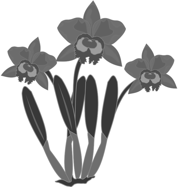 Clipart Flor Flore Fleur Nature Orchidée - Bunga Anggrek Vektor (703x720)
