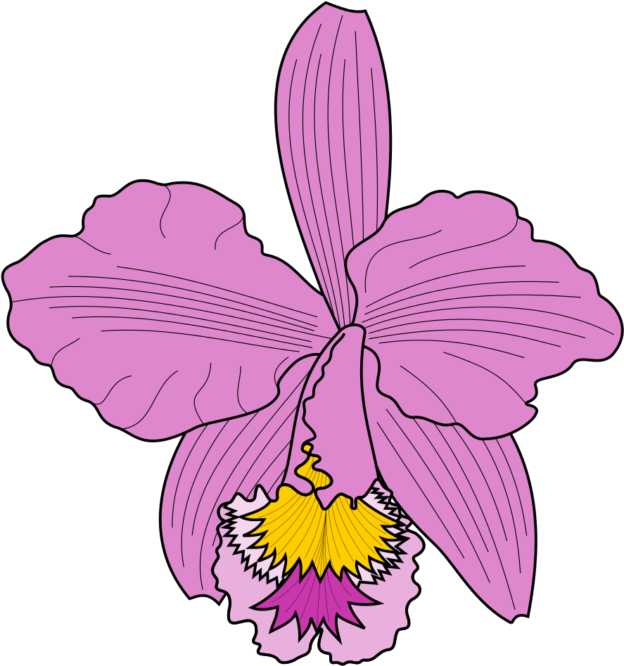 Cattleya Trianae Icon - Cattleya Vector (962x1024)
