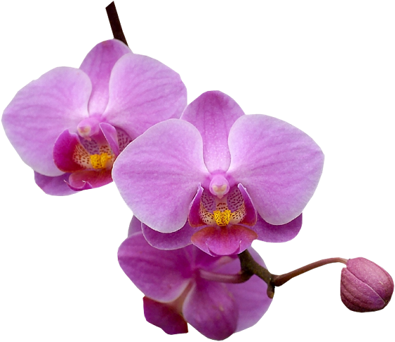 Tubes Fleurs - Orchidée Violette Png (560x485)